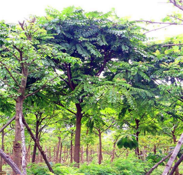 麻楝树的特性