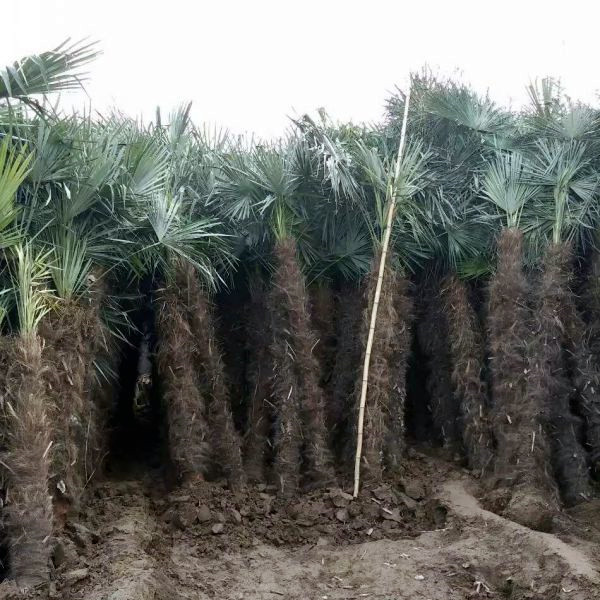 棕榈树自身对环境的抗性很不错,具有很好的耐寒能力,是北方地区主要